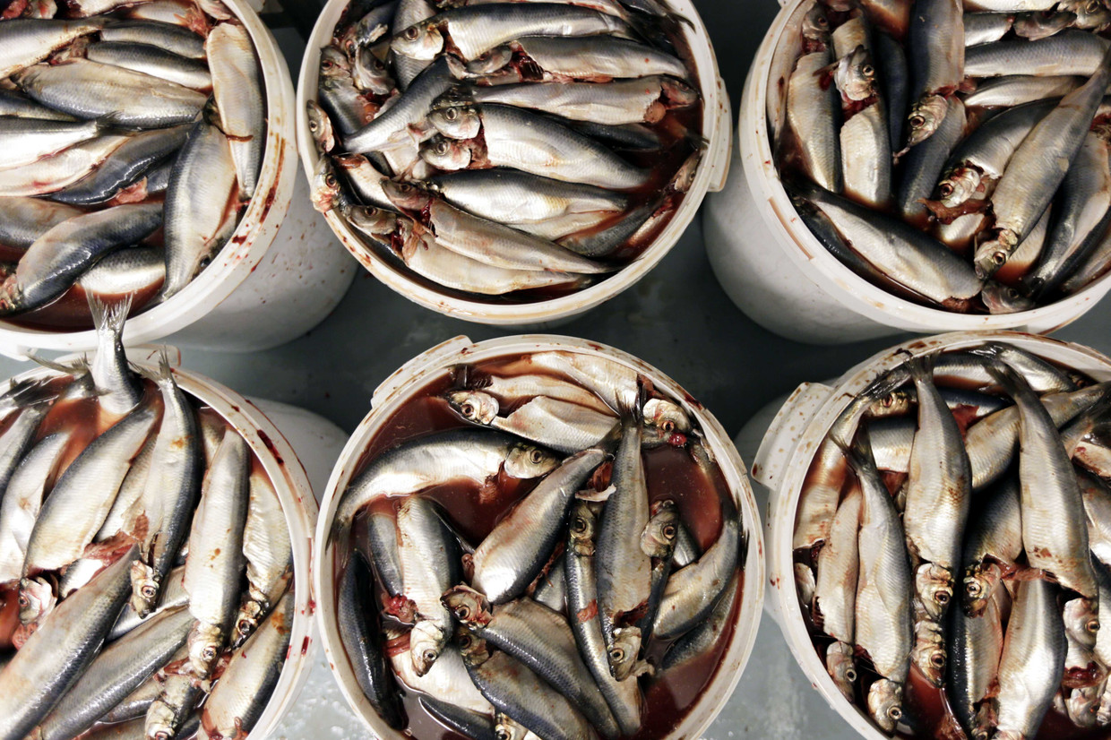 Haringen, de belangrijkste consumptievis in Nederland. Beeld anp