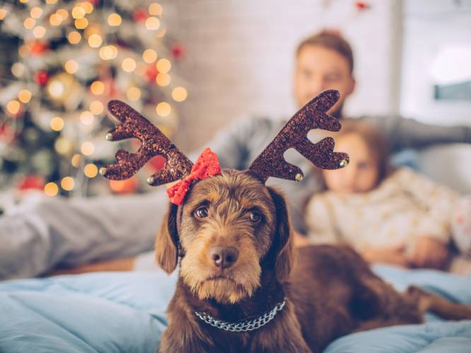 Maak van kerst de mooiste tijd van het jaar, ook voor je hond!