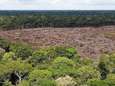 Ontbossing van Amazonewoud blijft toenemen