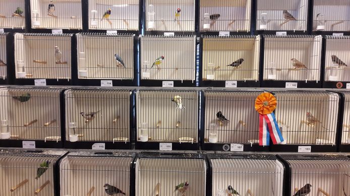 Vogeltentoonstelling bij Kanaria in Ede.