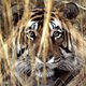 Elke dag iemand gedood door tijger of olifant in India