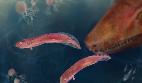 Van vis naar landdier zonder omweg via kikkervisjes: fossielen ontkrachten klassieke evolutietheorie