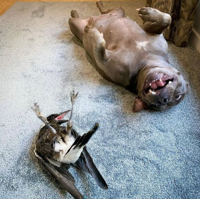 Ekstervrouwtje Molly en stafforshire-bulterriër Peggy waren al ruim drie jaar onafscheidelijk.