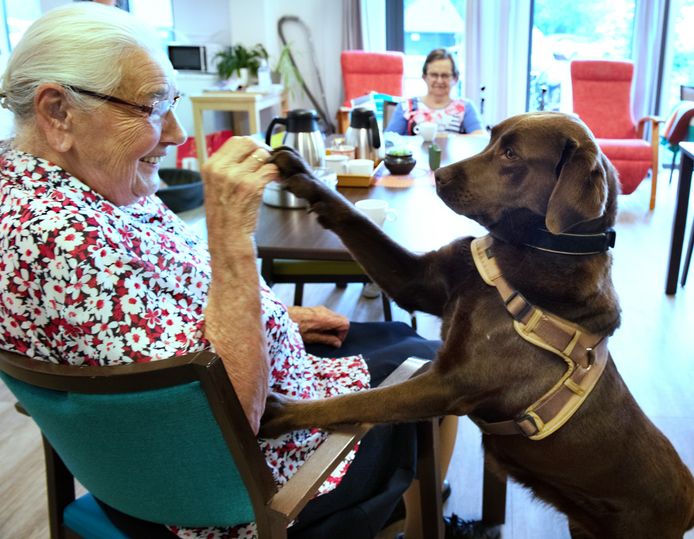 Labrador Dinthe en Saan van de Berg (93) in De Zes Molens in Hoornaar.
