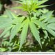 Negen aanhoudingen in zaak cannabisplantages Aarschot