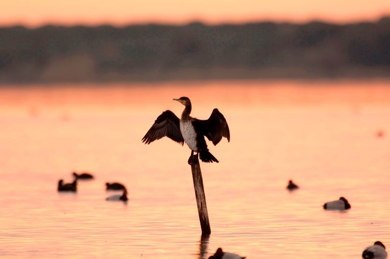 Burung kormoran akan membuat kehidupan pemburu sengsara.  Tidak masuk akal, menurut para ahli ekologi