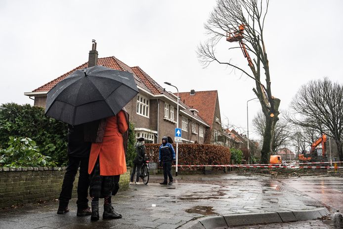 De linde ok de hoek van de Berg en Dalseweg en de Beukstraat wordt aan stukken gezaagd.