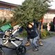 Hoe kies je de perfecte kerstboom?