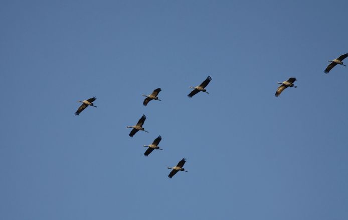 De kraanvogels boven het Zwin.
