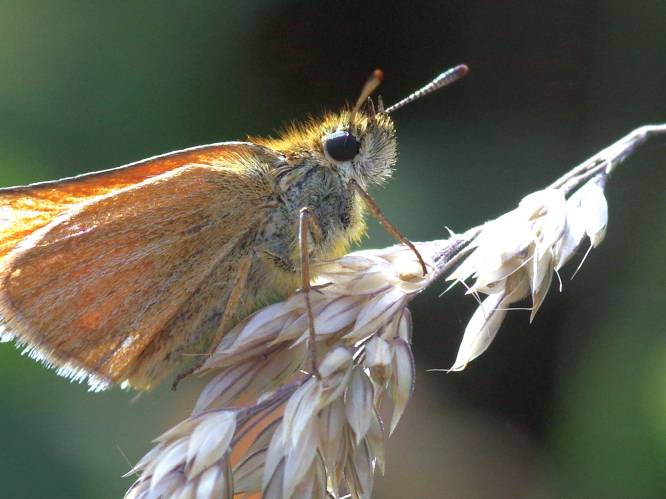 Nederlandse vlinders hebben het zwaar: ‘Laagste aantallen sinds 1992'