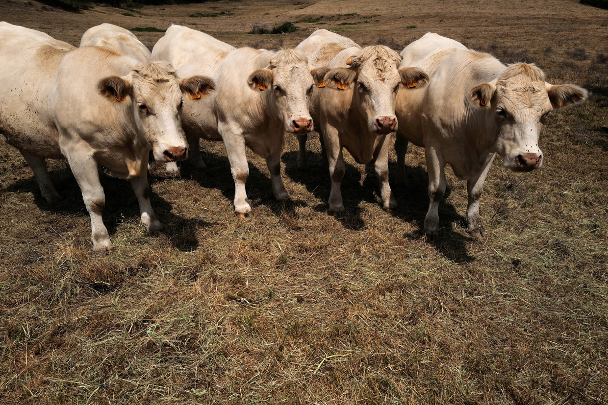 French beef cattle.  French bulls shipped to Algeria for halal slaughter were not allowed to land there.  Photo ANP / AFP