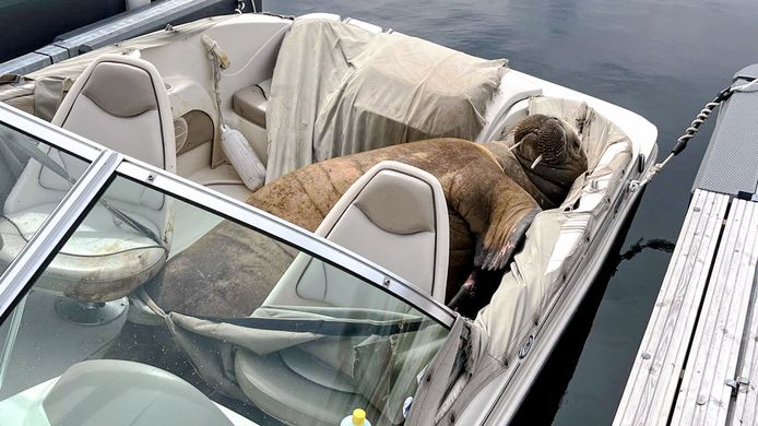 Walrus Freya slaapt in een boot in de haven van Oslo.