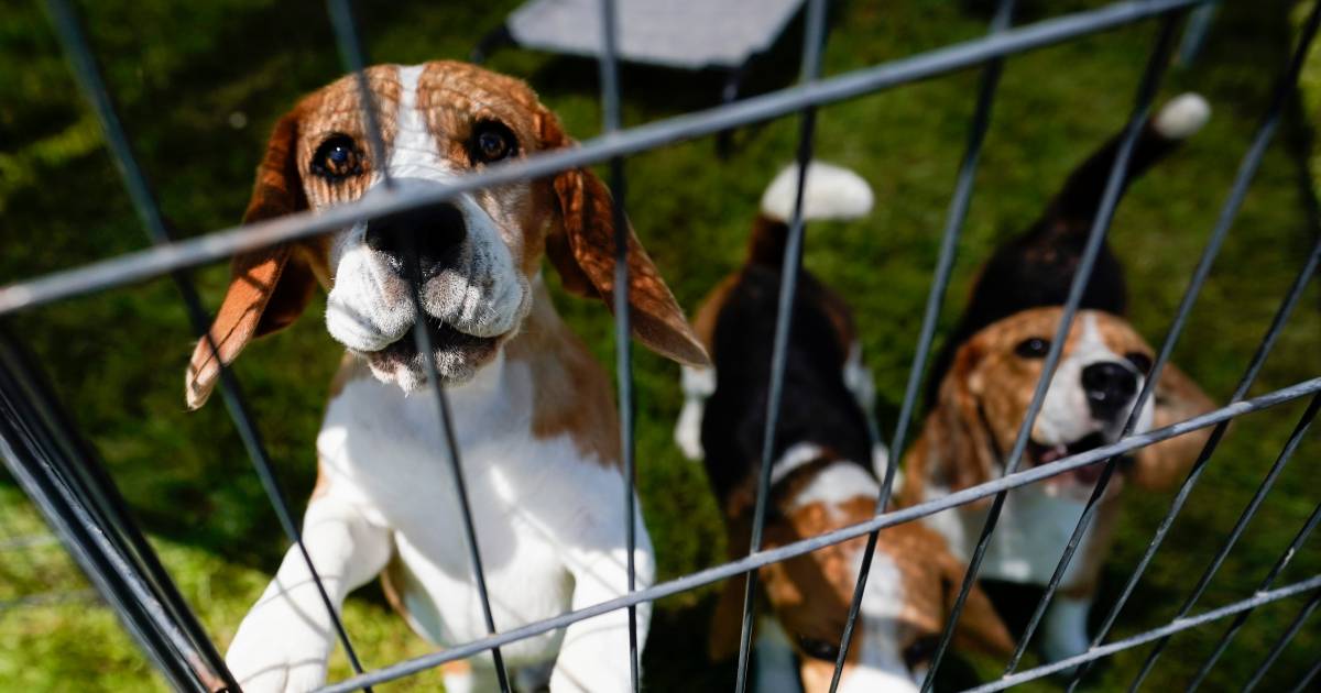Archeologisch Sluiting Scenario Gezocht: nieuwe baasjes voor 4000 beagle-hondjes die gered werden uit  Amerikaanse kennel | Instagram | AD.nl