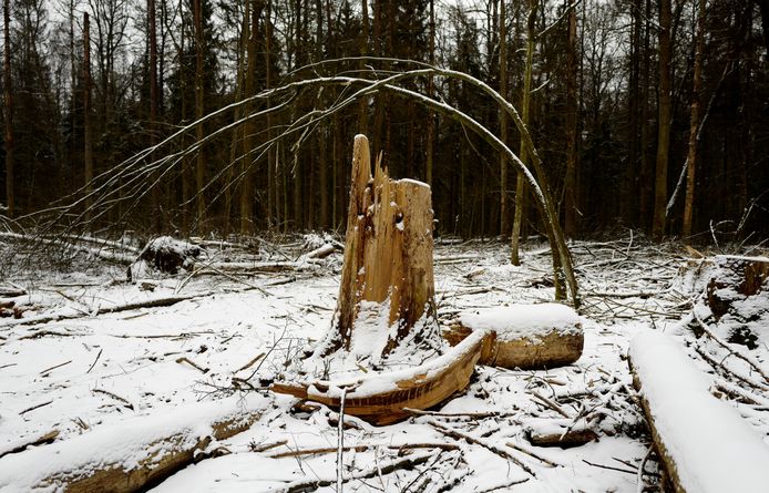 Logged stubs are seen at one of the last primeval forests in Europe, Bialowieza forest, near Bialowieza village, Poland February 15, 2018. Picture taken February 15, 2018. REUTERS/Kacper Pempel