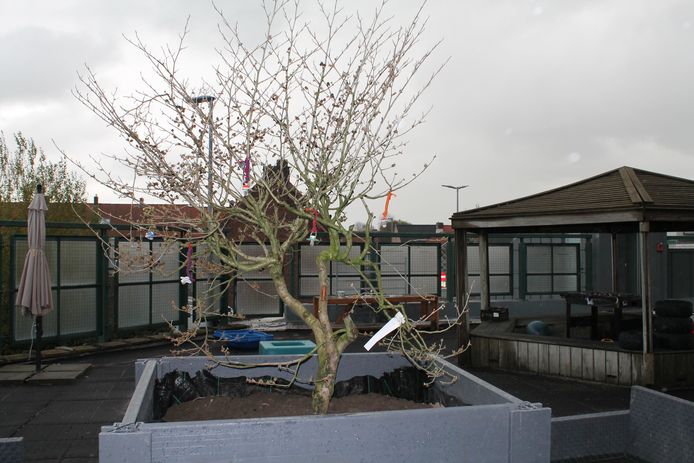 De tutjesboom in Meulebeke heeft een plaatsje gekregen aan buitenschoolse kinderopvang 't Berenhuisje.