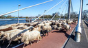 De kudde van Terpstra op weg naar Stadshagen.