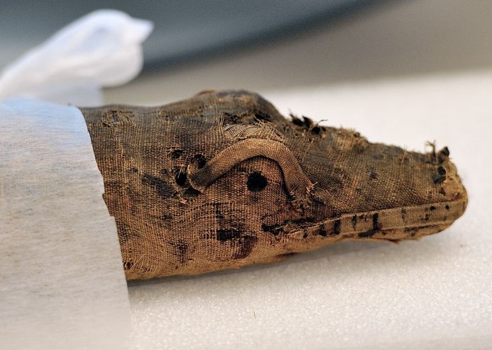 Krokodillenmummie die in 2014 gevonden werd uit dezelfde periode als deze ontdekking.