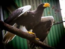 Ontsnapte zeearend terug in verblijf Zoo Veldhoven: ‘Ik heb weer rust’