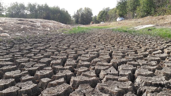 Een pas aangelegd wateropvanggebied in het Ulvenhoutse bos is drooggevallen.