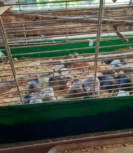 Duizend muizen en andere dieren in 'ernstig vervuilde woning’: ‘De helft liep los’