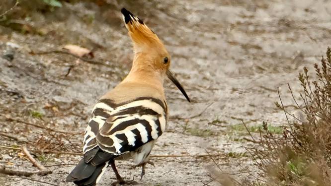 Vreemde vogel in Twente en de Achterhoek: de drekhoepe met indianentooi