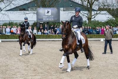Souplesse, gratie en charme in het kwadraat bij hengstenshow in Den Hout