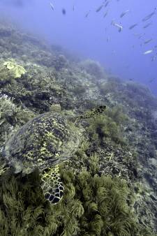 Malgré les efforts, la Grande barrière de corail continue de se dégrader
