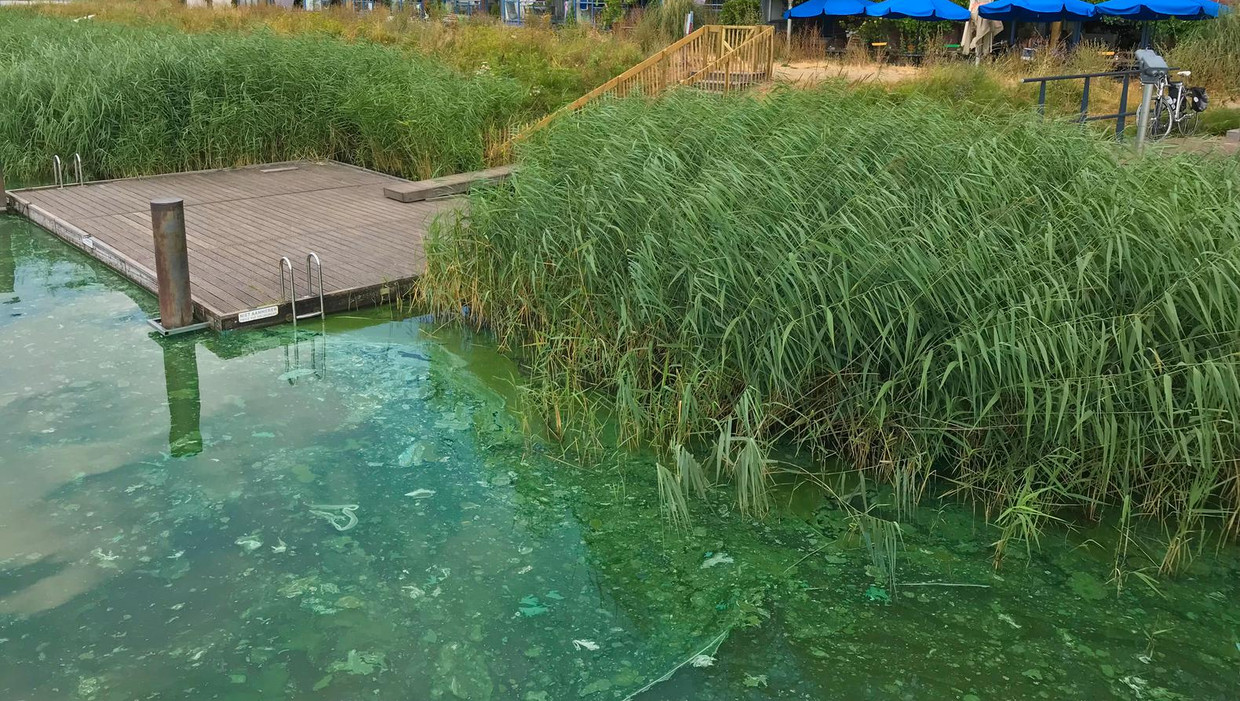 In Deze Zwemwateren Zit Wel Geen Blauwalg Het Parool