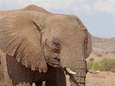 Australische wildkampeerder (59) gedood door olifant in Namibië