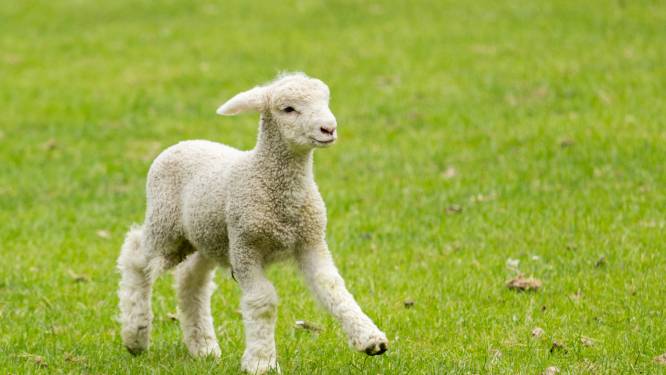 Lammetje doodgeschoten in Oud-Vossemeer