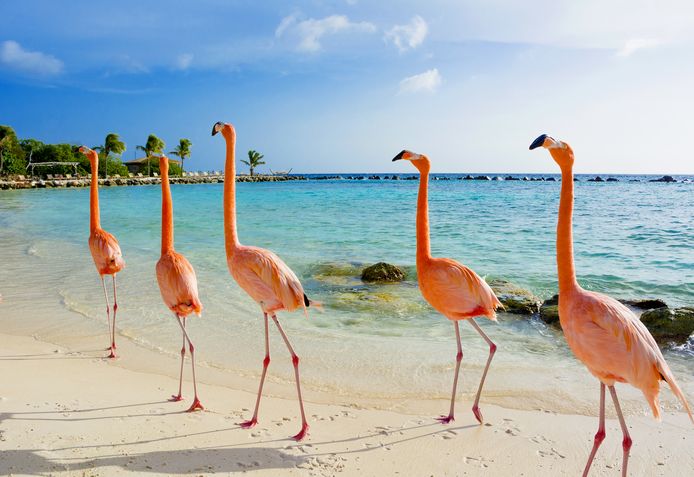 Als CFO (chief flamingo officer) verzorg je de flamingo's van het resort.
