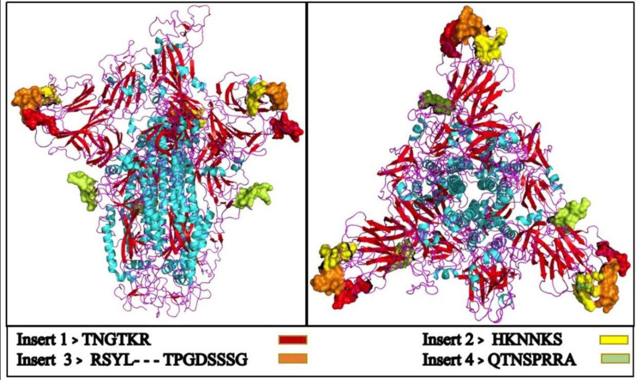 Schematische weergave van een van de eiwitten van het Wuhanvirus. De gekleurde klontjes zouden afkomstig zijn van hiv, het virus dat aids kan veroorzaken. Beeld BioArxiv