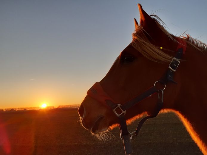 AAN DE WANDEL
Lian van Gijs uit Biervliet zette haar paard Azzi op de foto tijdens een avondwandeling.