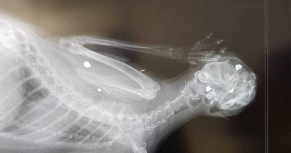 Karel (1,5) doodgeschoten: 'Het was een superlieve kat'