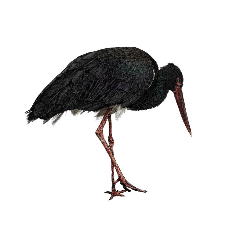 De zwarte ooievaar wordt al jaren verwacht als broedvogel, maar hij blijft nooit plakken - Volkskran