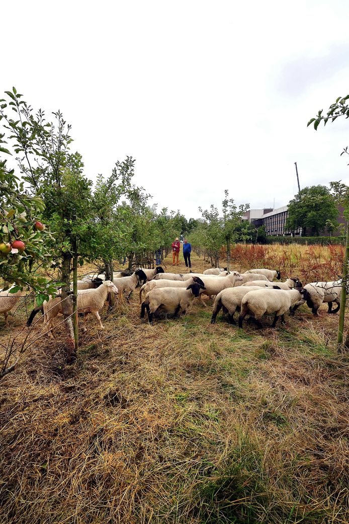 Schapen in de tuin en boomgaard van Mariadal.