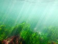 Hoe zeewier kan helpen om de klimaatcrisis aan te pakken