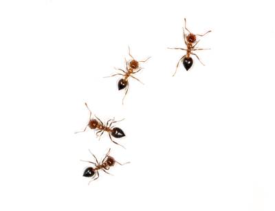Rode mieren doen spinnen rechtsomkeer maken