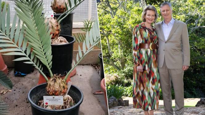 Koningspaar neemt zeldzame broodbomen uit Plantentuin Meise mee naar Zuid-Afrika