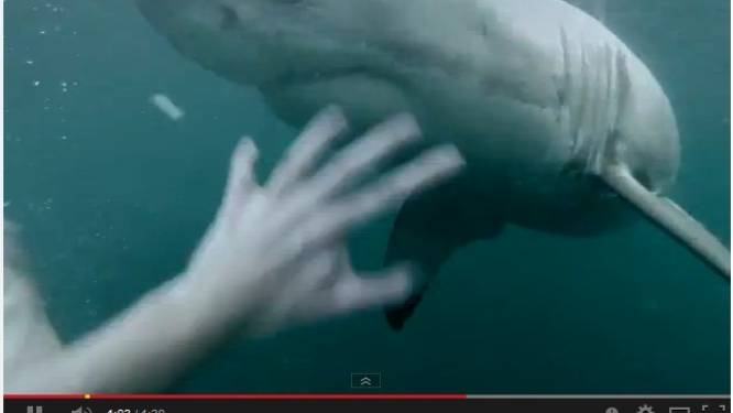 Zwemmer filmt haai in baai Sydney: echt of niet?