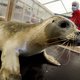 Recordaantal zeehonden opgevangen in Pieterburen