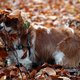 Loslopende hond? Meteen een boete voor het baasje
