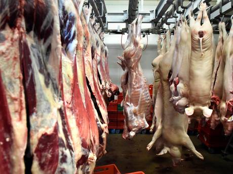 Slachthuizen onder verscherpt toezicht vanwege misstanden: ‘Goed dat minister een streep trekt’ 