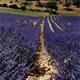 Proef de Provence