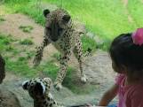 Cheeta gebiologeerd door knuffel van soortgenoot in VS