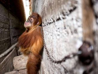 Een jaar lang zat deze kleine orang-oetan vastgeketend tussen twee huizen, op het beton. Soms mocht hij eruit om een gezin te entertainen