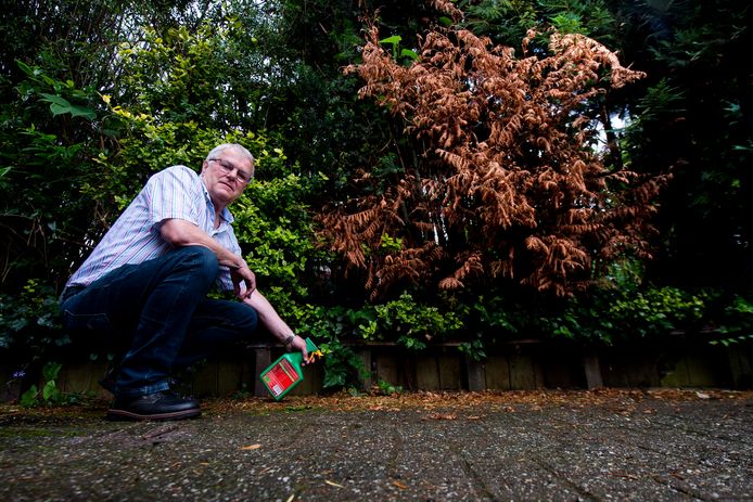 Japanse Duizendknoop uit tuin van buren teistert oprit van ...