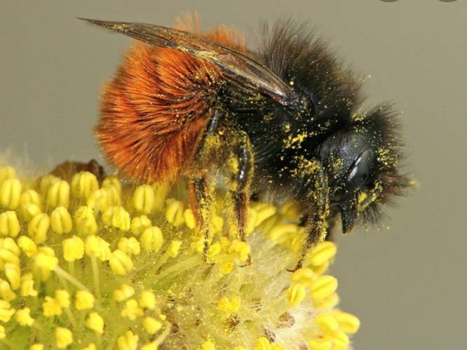 Blankenberge zet zich in om bijen te beschermen