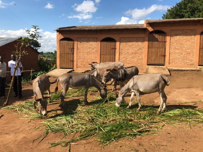 De ezels werden gefinancierd door de Franse ambassade in Burundi.