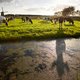 Advies: verminder veehouderij drastisch, ten gunste van woningbouw